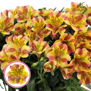 O97. Alstromērija - COLORITA Diana