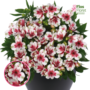 R2. Alstromērija - Inticancha Maya