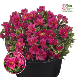 R4. Alstromērija - Summer Paradise River Valley