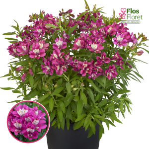 R5. Alstromērija - Summer Paradise Summer Chic