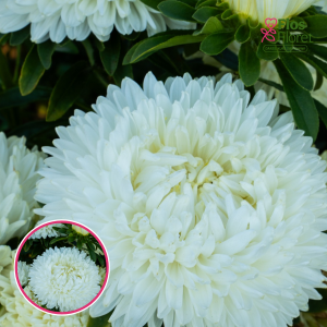 Ķīnas astere - Lady Coral White. SĒKLAS _25s