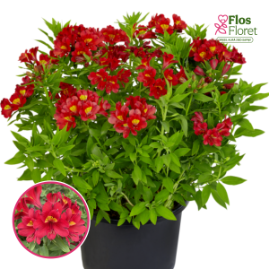 R6. Alstromērija - Summer Paradise Summer Pepper