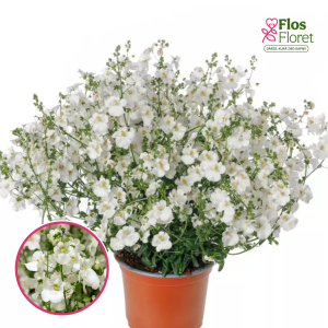 R9. Diasija - Divara White