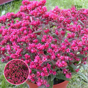 R12. Šmita krasula - Crassula schmidtii