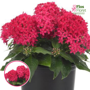 R15. Penta - Lucky Star Lipstick