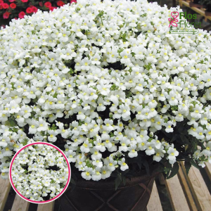 R21. Nemēzija - Lyric White