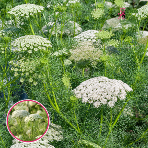 R24. Zabbakstāmā ammija - Green Mist