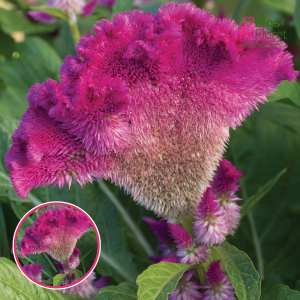 R26. Sudrabainā celozija - Purpurita