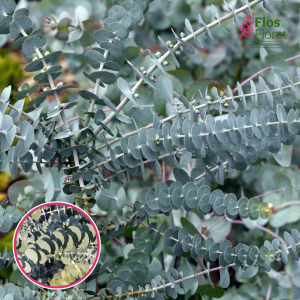 R32. Eikalipts - Baby Blue Bouquet