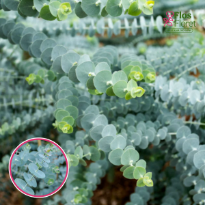 R34. Eikalipts - Baby Blue