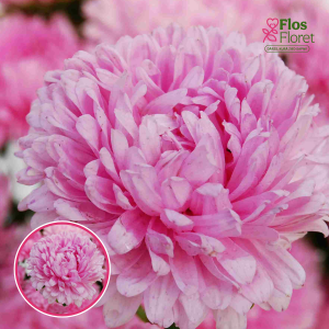 Ķīnas astere - Lady Coral Light Rose. SĒKLAS _25s