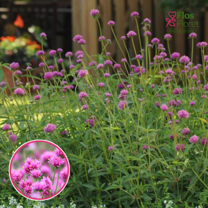 R36. Lodveida gomfrēna - Fireworks