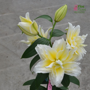 137A. - Lilija OR ROSELILY Ancilla