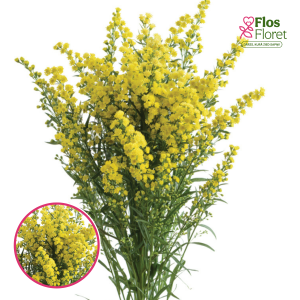 R41. Kanādas zeltslotiņa - Glory