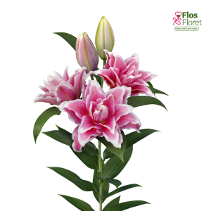 139A. - Lilija OR ROSELILY Bianca