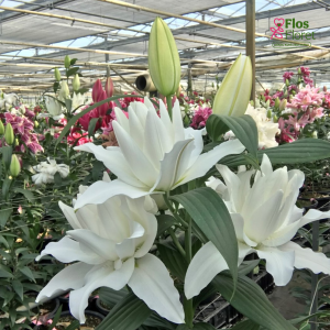 141A. - Lilija OR ROSELILY Cyrilla