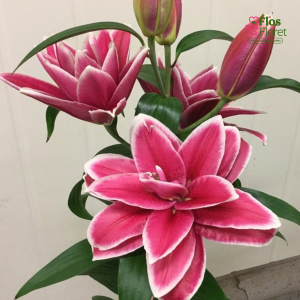 142A. - Lilija OR ROSELILY Frederica