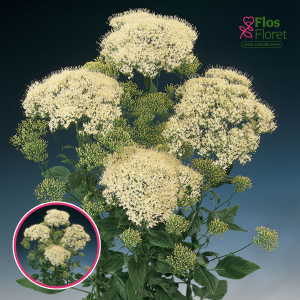 Lāpstveida laimiņš - Purpureum