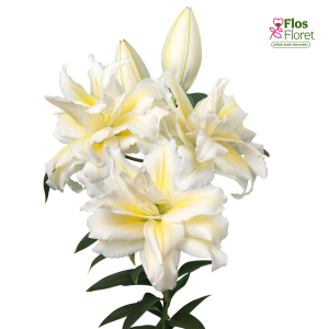 143A. - Lilija OR ROSELILY Irvana