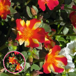 R47. Portulaka - Porto Grande Magenta Star