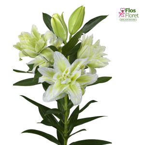 145A. - Lilija OR ROSELILY Joella