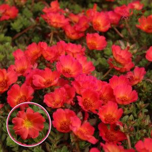 R49. Portulaka - PortoGrande Red