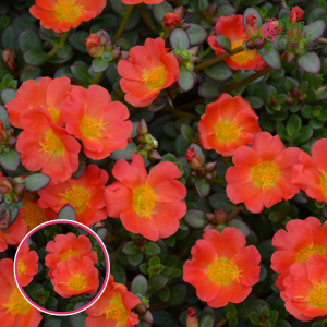 R50. Portulaka - Cupcake Carrot