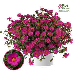 R52. Portulaka - Pazzaz Nano Purple