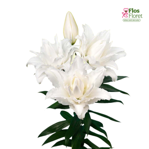 149A. - Lilija OR ROSELILY Nadia