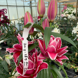 150A. - Lilija OR ROSELILY Nigella