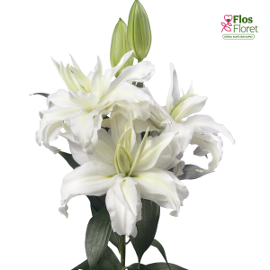 151A. - Lilija OR ROSELILY Petronella
