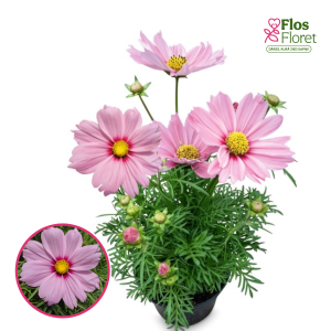 R55. Kosmeja - Casanova Pink