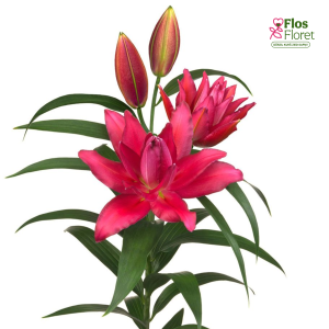 152A. - Lilija OR ROSELILY Rihanna