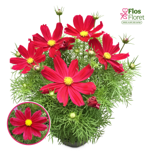 R56. Kosmeja - Casanova Red