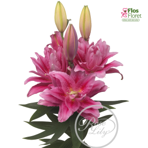 153A. - Lilija OR ROSELILY Viola