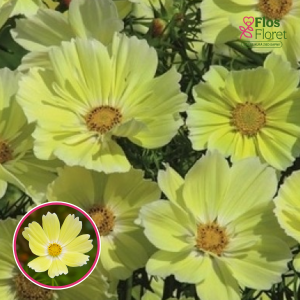 R61. Kosmeja - Xanthos