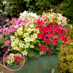 R62. Puķu tabaka - Avalon  Mix