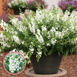 R65. Angelonija - Adessa White