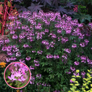 R68. Kleome - Senorita Rosalita