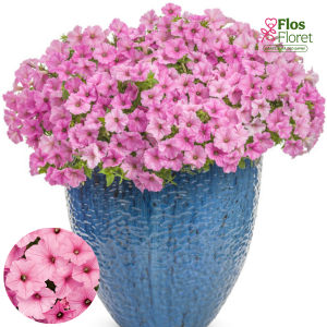 B54. Petūnija - Vista Bubblegum