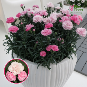 R72. Dārza neļķe - Dinamic Pink to White