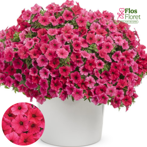 B56. Petūnija - Vista Paradise