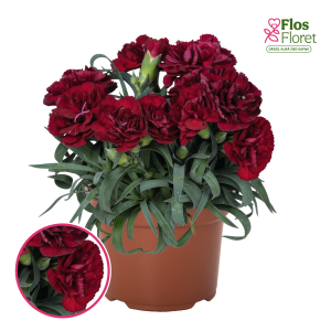 R74. Dārza neļķe - Menorca Dark Red
