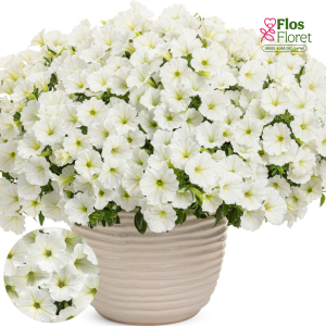 B58. Petūnija - Vista Snowdrift