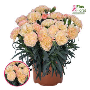 R75. Dārza neļķe - Menorca Floriane Cream