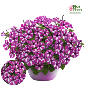 B61. Petūnija - Vista Raspberry Star