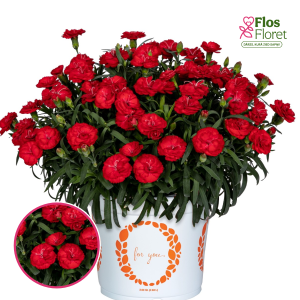 R78. Dārza neļķe - Sprint Red