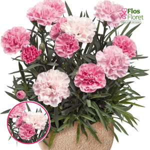 R79. Dārza neļķe - Sweet Pleasure L Peppermint