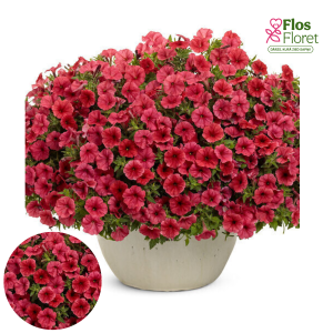 B63. Petūnija - Mini Vista Coral