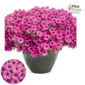 B64. Petūnija - Mini Vista Hot Pink